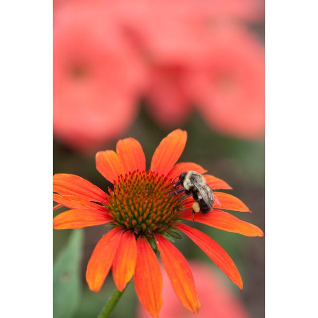 Streatham Coneflower by FourSeasons44 - Wrapped Canvas Print Latitude Run Size: 91cm H x 61cm W x 3.8cm D on Productcaster.