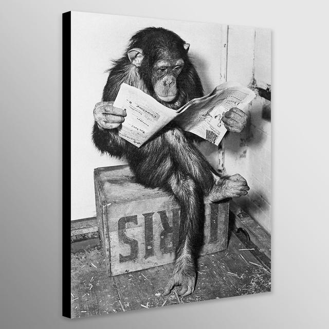 Chimpanzee Reading Newpaper - Funny Art - Wrapped Framed Canvas Wall Art - Various Sizes Happy Larry Size: 117cm H x 81 cm W x 4cm D on Productcaster.