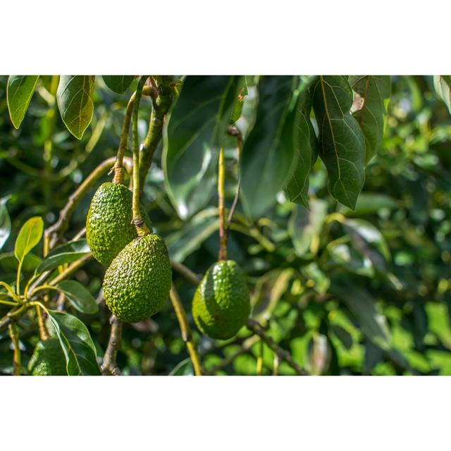 Avocado on the Tree by Cappan - Wrapped Canvas Photograph 17 Stories Size: 20cm H x 30cm W on Productcaster.