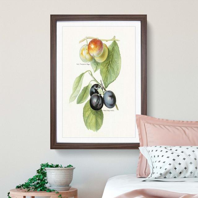 Vintage Illustration of Plums - Picture Frame Painting Print East Urban Home Size: 91cm H x 60cm W x 2cm D, Frame Option: Walnut on Productcaster.