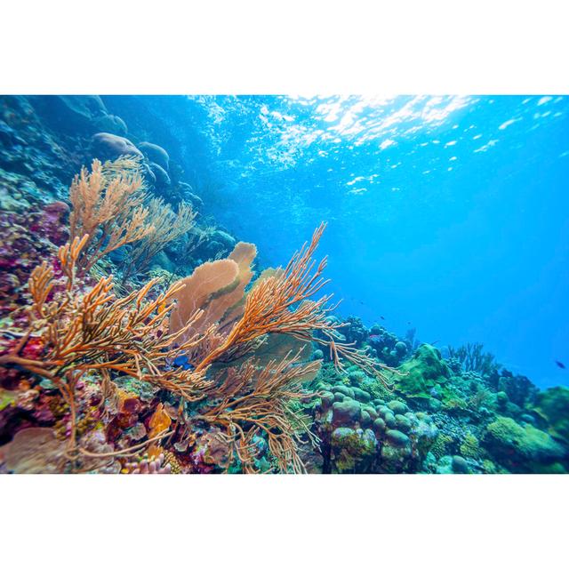 Coral Reef Bonaire Underwater Highland Dunes Size: 51cm H x 76cm W x 3.8cm D on Productcaster.