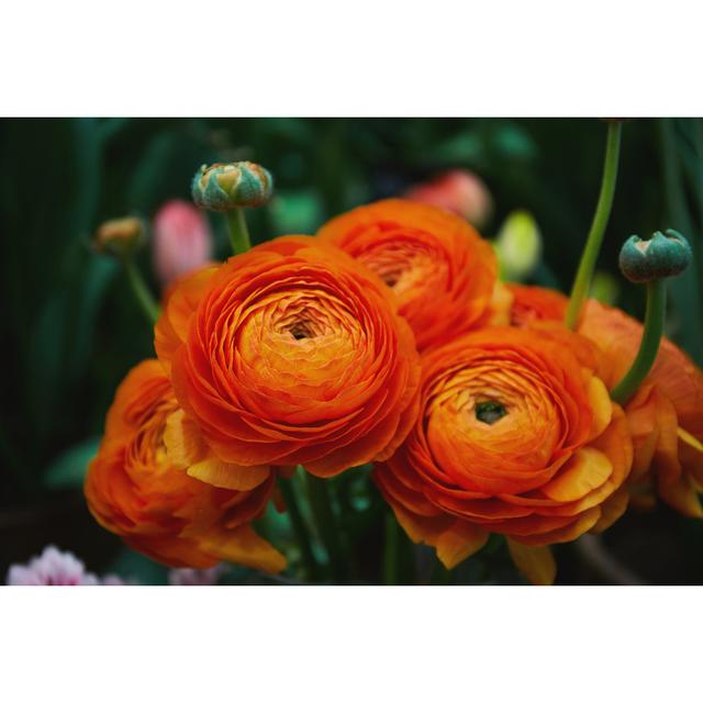 Orange Ranunculus Flowers - Wrapped Canvas Photograph Ebern Designs Size: 81cm H x 122cm W x 3.8cm D on Productcaster.