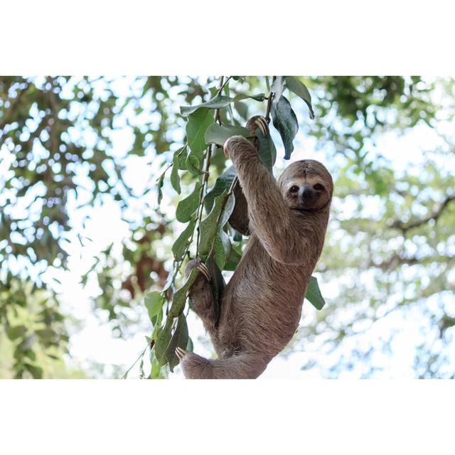 Sloth Climbing Tree In Nature Reserve In Brazil by Klebercordeiro - Wrapped Canvas Print Union Rustic Size: 12"H x 18"W on Productcaster.