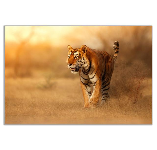 Bengal Tiger - Wrapped Canvas Print Panther Print Size: 31cm H x 46cm W on Productcaster.