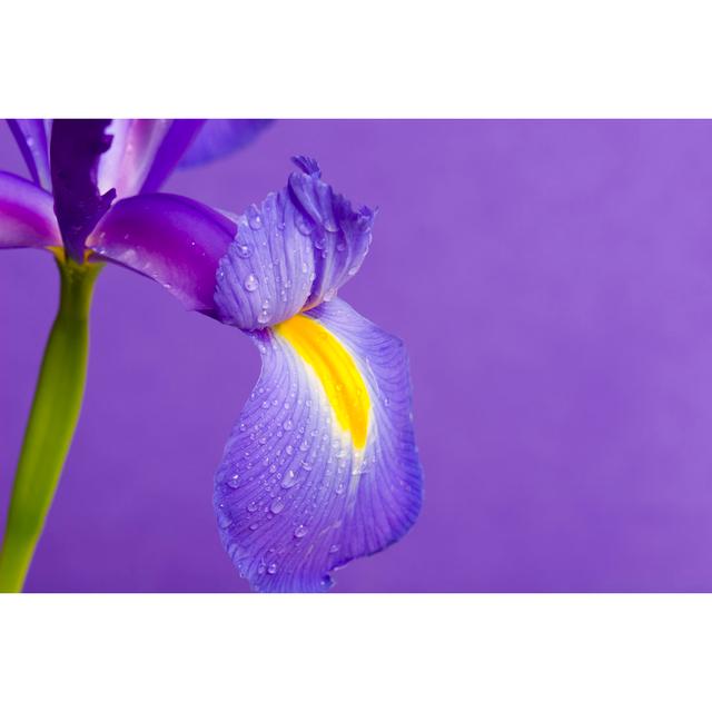 Iris by Alienhelix - Wrapped Canvas Print 17 Stories Size: 30cm H x 46cm W on Productcaster.