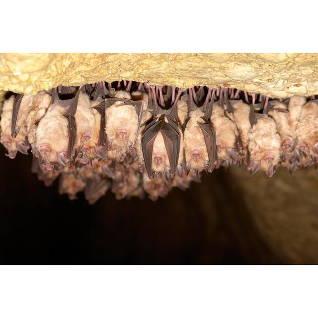 Group Of Lesser Horseshoe Bat (Rhinolophus Hipposideros) by Remus86 - Wrapped Canvas Print Ebern Designs Size: 51cm H x 76cm W on Productcaster.