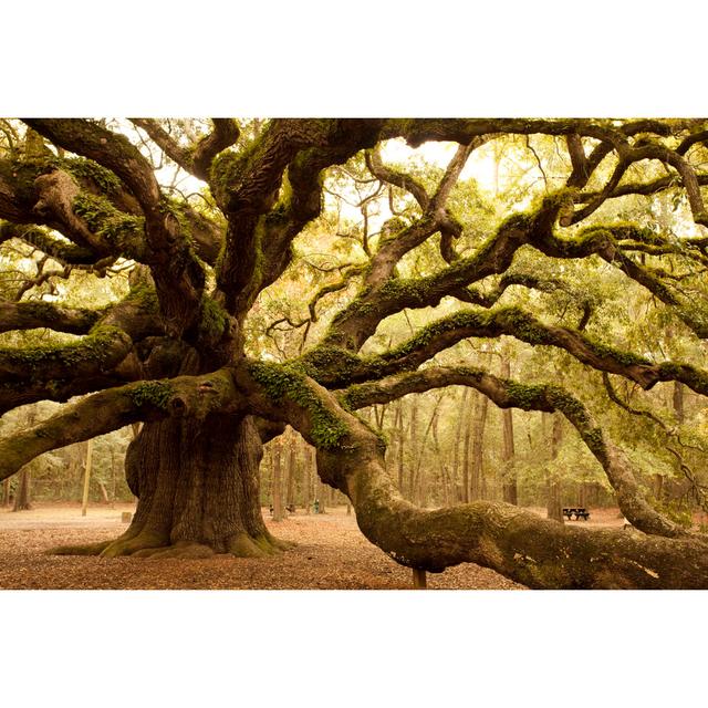 Ancient Angel Oak by Pgiam - Wrapped Canvas Print Alpen Home Size: 51cm H x 76cm W x 3.8cm D on Productcaster.