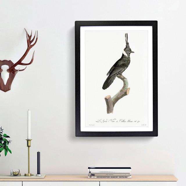 Black Jay Bird by Jacques Barraband - Picture Frame Art Print East Urban Home Size: 36cm H x 27cm W x 2cm D, Frame Option: Black Framed on Productcaster.