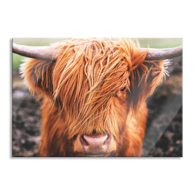 Close-Up Of A Scottish Highland Cattle - No Frame Print on Glass Gracie Oaks Size: 70cm H x 100cm W x 0.4cm D on Productcaster.