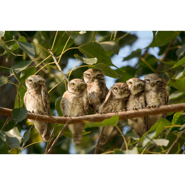 Owl Family by Tariq Sulemani - Wrapped Canvas Print Alpen Home Size: 30cm H x 46cm W on Productcaster.