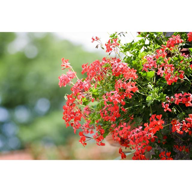 Geranium Flower Hanging In Garden by Shaiith - Wrapped Canvas Print Ebern Designs Size: 81cm H x 122cm W on Productcaster.