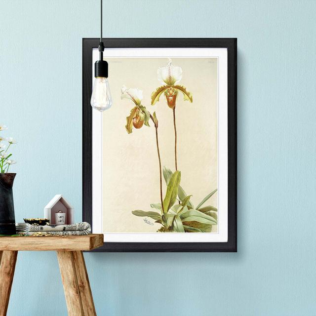 Magnolia Flowers Illustration Tab. 57 by Frederick Sander - Picture Frame Painting Print East Urban Home Size: 76cm H x 50cm W, Frame Option: Black on Productcaster.