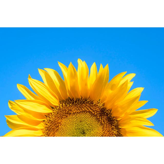 Sunflower On Blue Sky by Andrii Zorii - Wrapped Canvas Print Brambly Cottage Size: 81cm H x 122cm W on Productcaster.