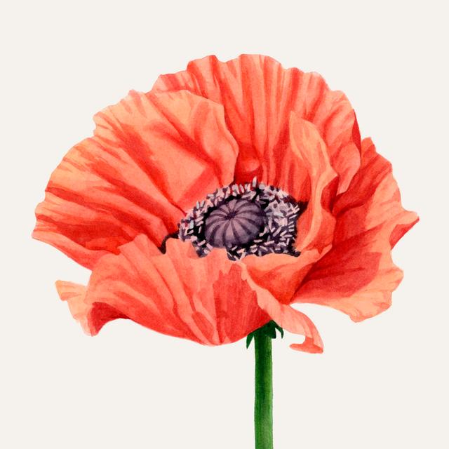 Magnified Poppy I by Grace Popp - Wrapped Canvas Art Prints Rosalind Wheeler Size: 122cm H x 122cm W on Productcaster.