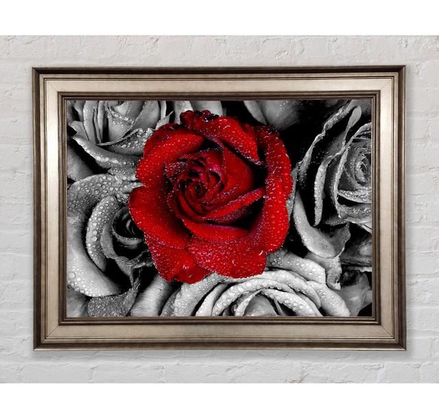 Single Picture Frame Art Prints Bright Star Size: 59.7cm H x 84.1cm W on Productcaster.