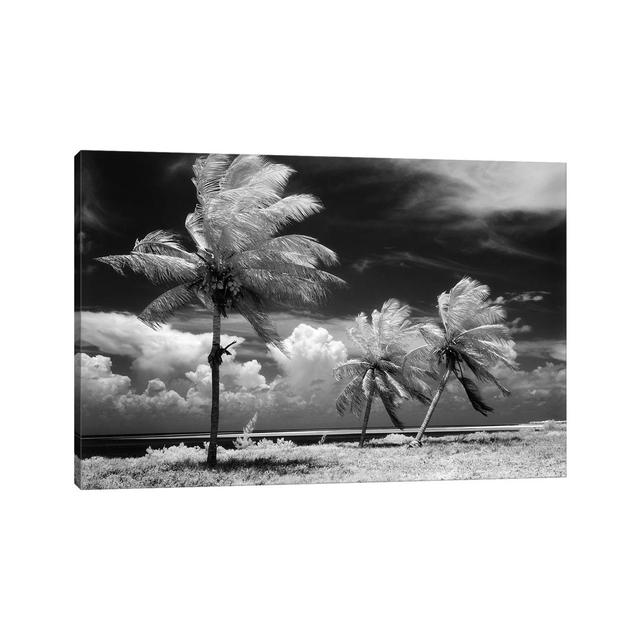 1960s Infrared Scenic of Tropical Palm Trees Blowing in Storm Florida Keys USA - Wrapped Canvas Photograph Pergo Classics Size: 66.04cm H x 101.6cm W on Productcaster.