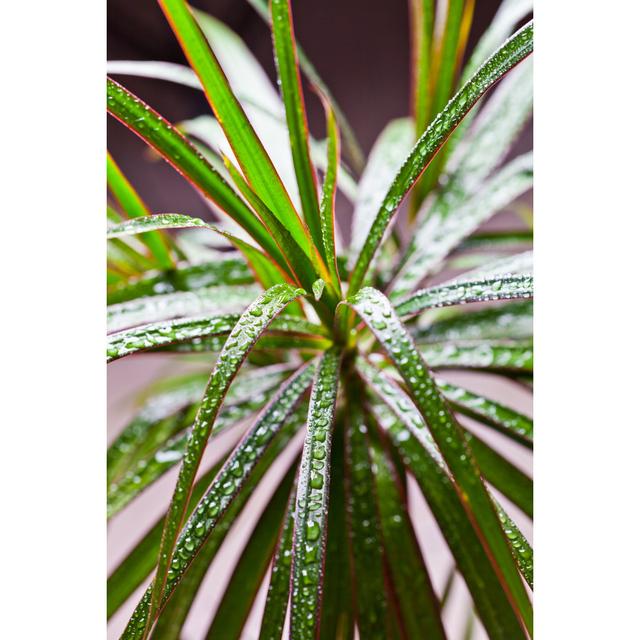 Mahdy Marginata with Water Drops by Marylooo - Wrapped Canvas Photograph 17 Stories Size: 30cm H x 20cm W x 3.8cm D on Productcaster.