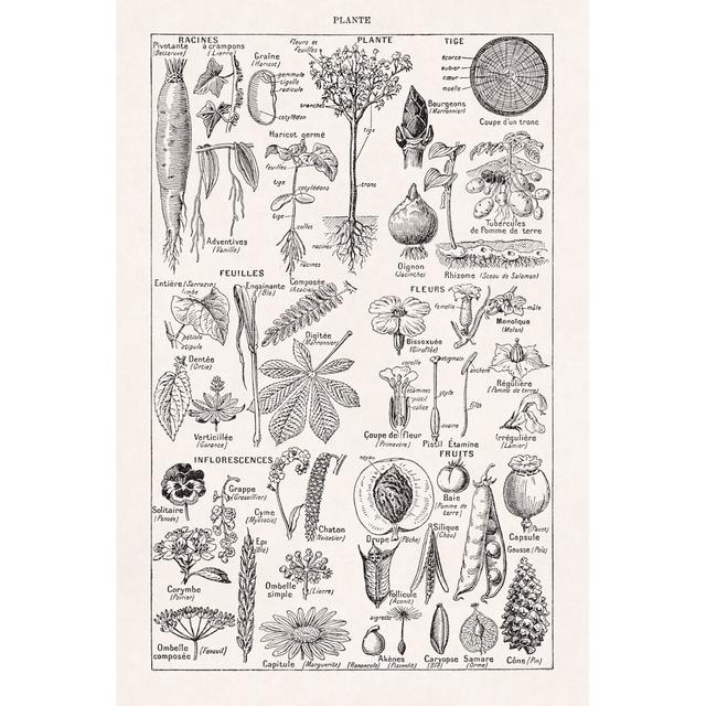 Old Illustration About Plants by Gwengoat - Wrapped Canvas Graphic Art Marlow Home Co. Size: 91cm H x 61cm W on Productcaster.