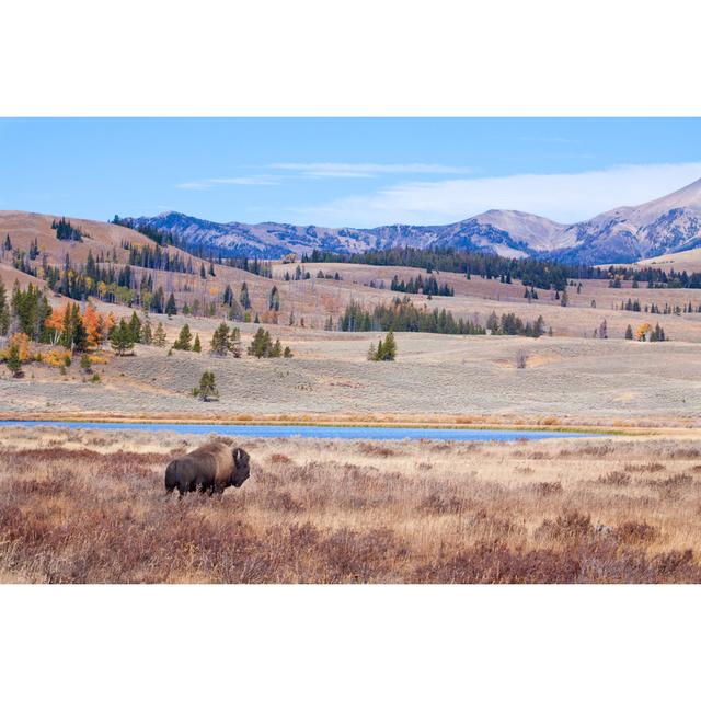 Bison - Wrapped Canvas Print Alpen Home Size: 61cm H x 91cm W x 3.8cm D on Productcaster.