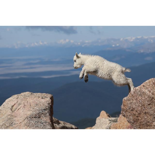 Jump for Joy by Wendy/Jeff Sparks/Torquemada - Wrapped Canvas Photograph Union Rustic Size: 20cm H x 30cm W x 3.8cm D on Productcaster.