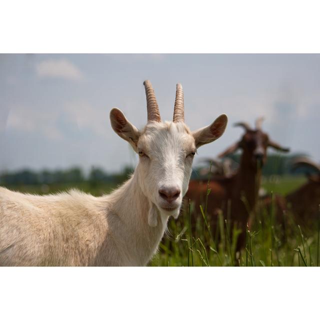 Whiling Closeup of Goat - Wrapped Canvas Photograph Brambly Cottage Size: 20cm H x 30cm W x 3.8cm D on Productcaster.