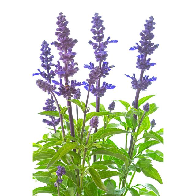 Leinwandbild Salvia Nemorosa Plant on Background Ebern Designs Größe: 122 cm H x 81 cm B x 3,8 cm T on Productcaster.