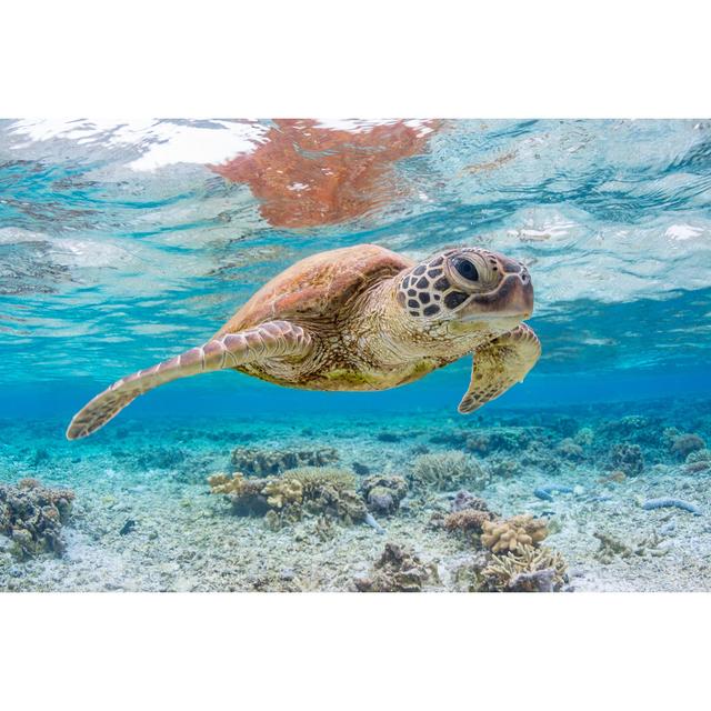 Green Turtle Swimming on the Great Barrier Reef, Queensland, Australia by Colin Davis - Wrapped Canvas Photograph Bay Isle Home Size: 20cm H x 30cm W on Productcaster.