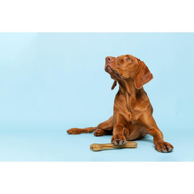 Cute Hungarian Vizsla Puppy with Rawhide Chew Bone Studio Portrait over Background. Beautiful Dog Holding a Chew Toy Bone with His Paw While Looking u on Productcaster.