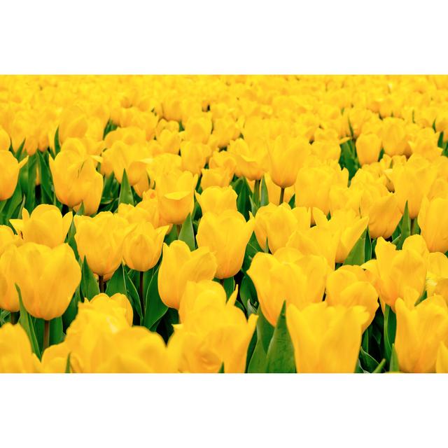 Yellow Tulips by Estherpoon - Wrapped Canvas Photograph 17 Stories Size: 61cm H x 91cm W x 3.8cm D on Productcaster.