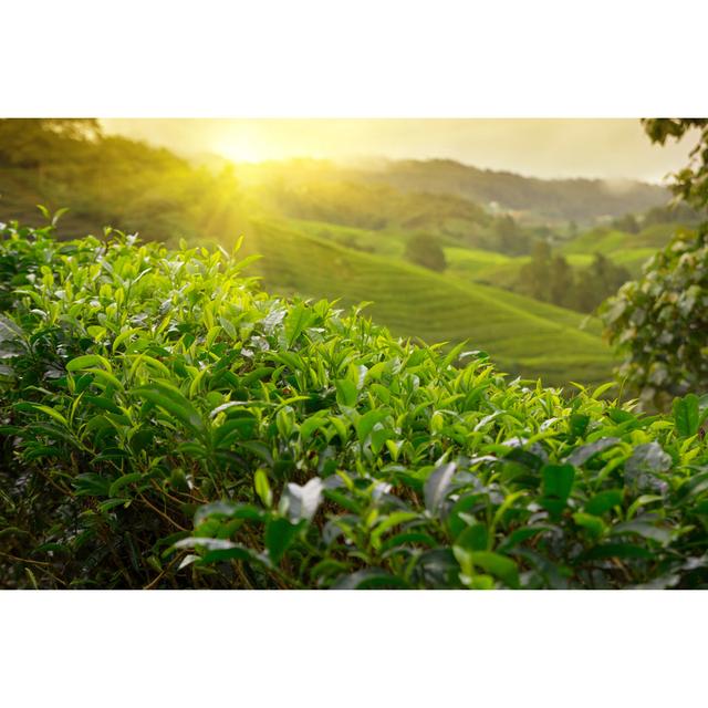 Tea Plantation - Wrapped Canvas Print Ebern Designs Size: 30cm H x 46cm W x 3.8cm D on Productcaster.