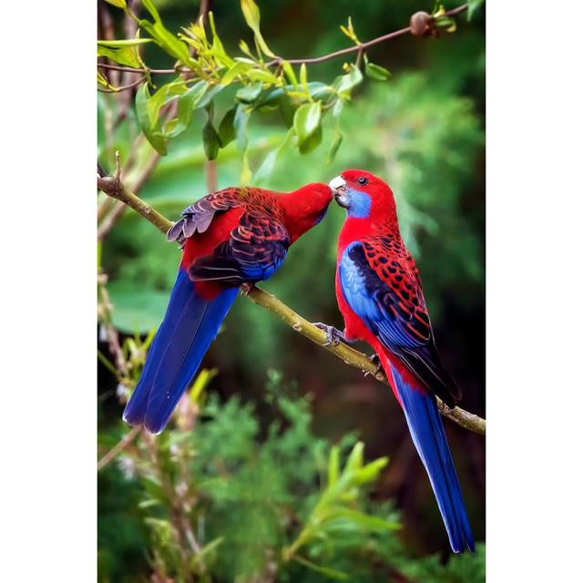 Rosellas Kissing - Wrapped Canvas Print 17 Stories Size: 30cm H x 20cm W x 3.8cm D on Productcaster.