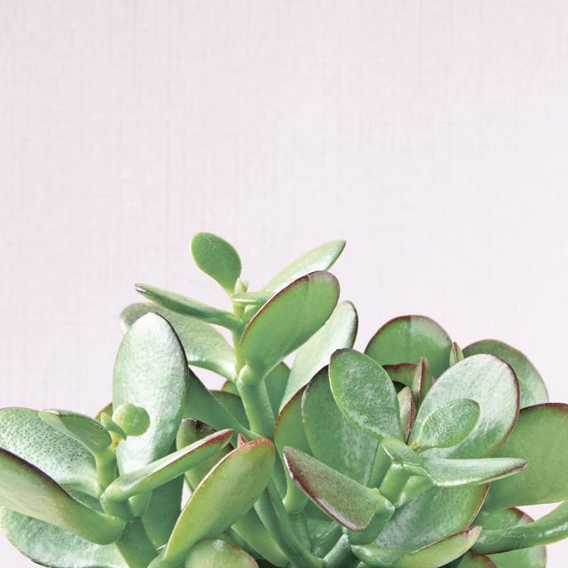 Succulent Simplicity Soft III Crop by Felicity Bradley - Wrapped Canvas Art Print Bloomsbury Market Size: 30cm H x 20cm W on Productcaster.