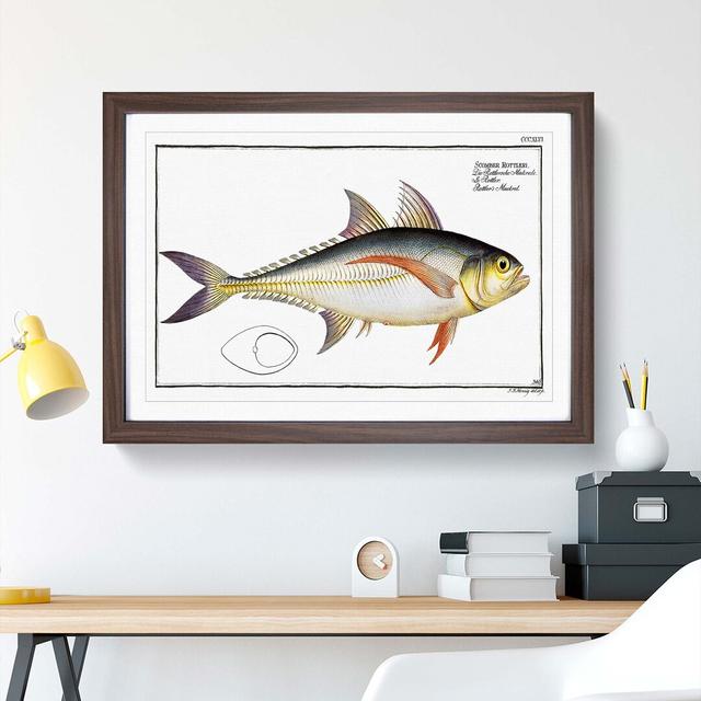 Rottler's Mackerel Fish by M.E. Bloch - Picture Frame Graphic Art Print East Urban Home Frame Option: Walnut, Size: 40cm H x 60cm W x 2cm D on Productcaster.