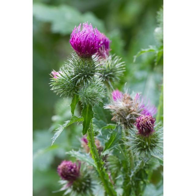 Blooming Thistle Closeup Outdoor Vertical by Alleko - Wrapped Canvas Photograph Ebern Designs Size: 76.2cm H x 50.8cm W on Productcaster.