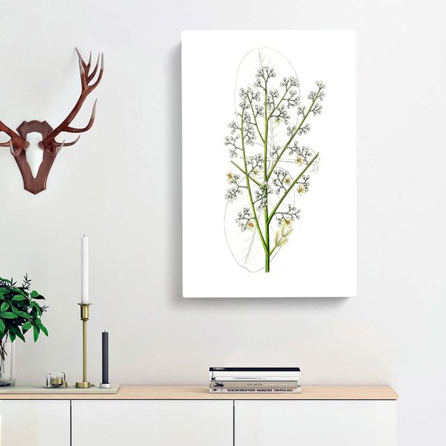 Mahogany Tree Flowers Illustration - Wrapped Canvas Graphic Art Print East Urban Home Size: 76cm H x 50cm W x 3cm D on Productcaster.