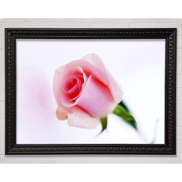 Single Pink Rose Bud Framed Print Bright Star Size: 29.7cm H x 42cm W on Productcaster.