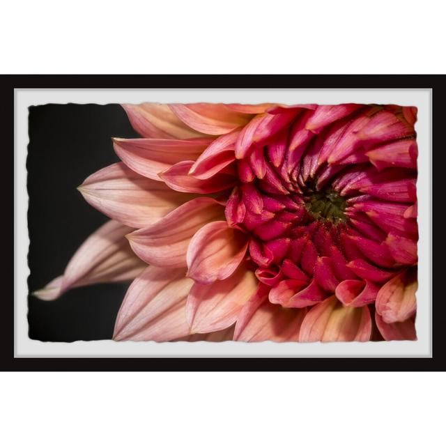 'Diverse Dahlia' Framed Painting Print Ebern Designs Size: 41 cm H x 61 cm W on Productcaster.