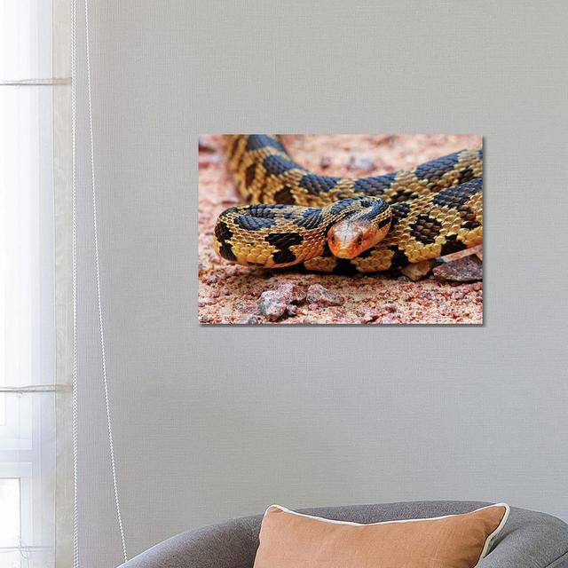 Eastern Fox Snake by Brian Wolf - Wrapped Canvas Print Ebern Designs Size: 45.72cm H x 66.04cm W x 1.91cm D on Productcaster.