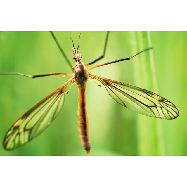 Haninerm Mosquito by Thomas_Zsebok_Images - Wrapped Canvas Print Latitude Run Size: 81cm H x 122cm W 3.8cm D on Productcaster.