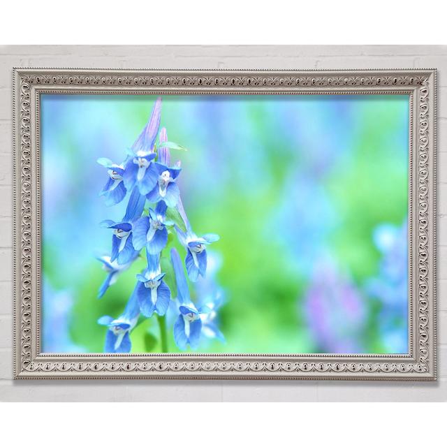 Soft Focus Small Blue Flowers - Picture Frame Art Prints Bright Star Size: 29.7cm H x 42cm W on Productcaster.