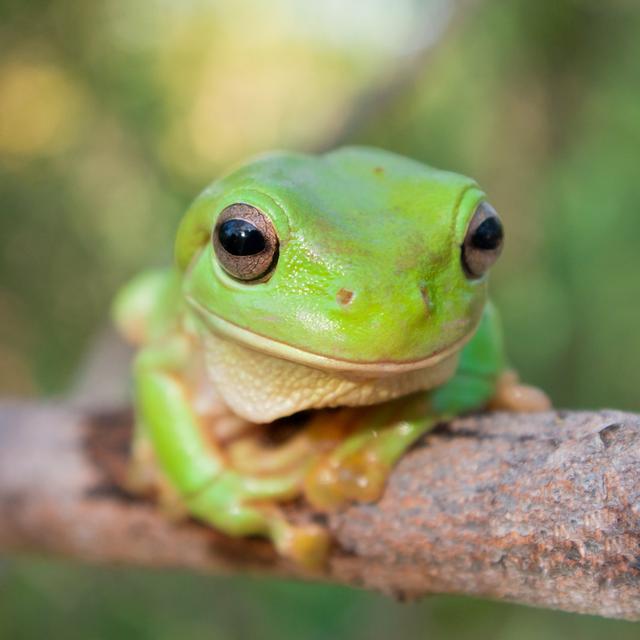 Green Tree Frog by Sbyash - Wrapped Canvas Photograph 17 Stories Size: 76cm H x 76cm W on Productcaster.