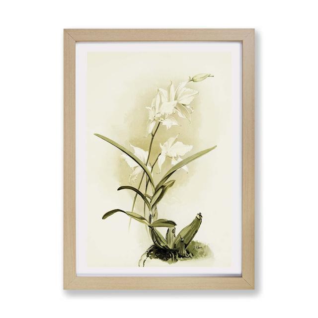 'Magnolia Flowers Illustration Tab. 87' By Frederick Sander - Picture Frame Painting Print on Paper East Urban Home Frame Option: Oak, Size: 33cm H x on Productcaster.