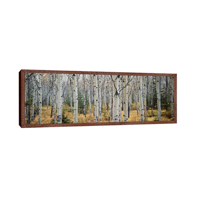 Aspen Trees In A Forest Alberta, Canada by Panoramic Images - Wrapped Canvas Panoramic Print Brayden Studio Size: 50.8cm H x 152.4cm W x 3.8cm D, Form on Productcaster.