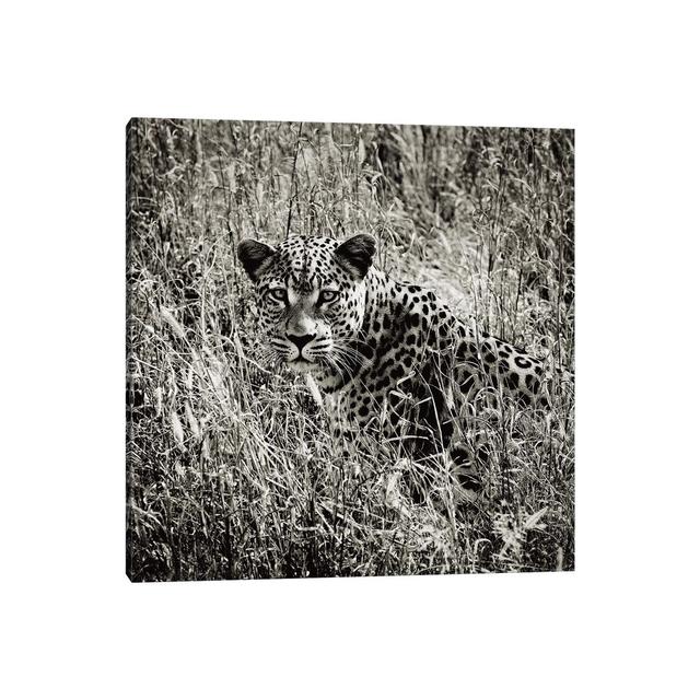 B&W Elusive Leopard by Klaus Tiedge - Wrapped Canvas Print Latitude Run Size: 45.72cm H x 45.72cm W x 3.81cm D on Productcaster.