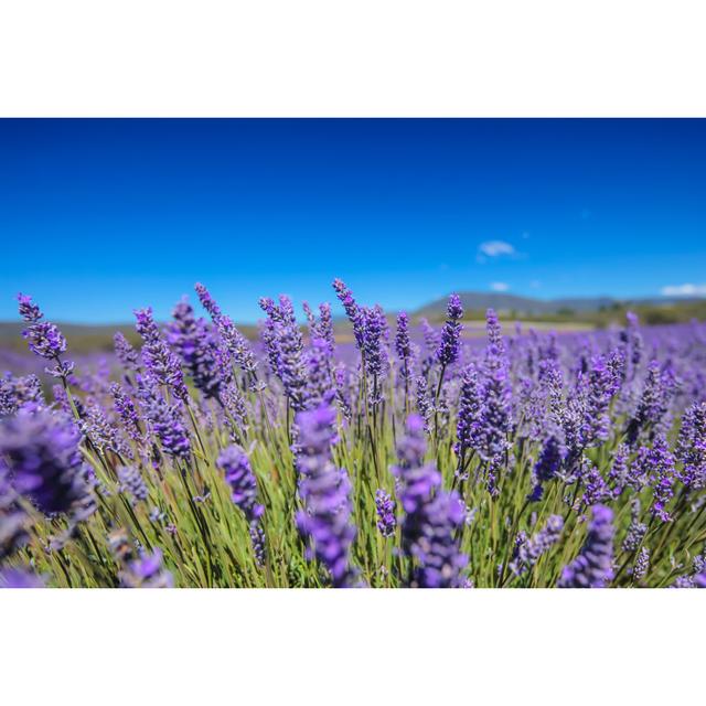 Leala Lavender Field in Tasmania by Travelface - Wrapped Canvas Art Prints 17 Stories Size: 30cm H x 46cm W x 3.8cm D on Productcaster.