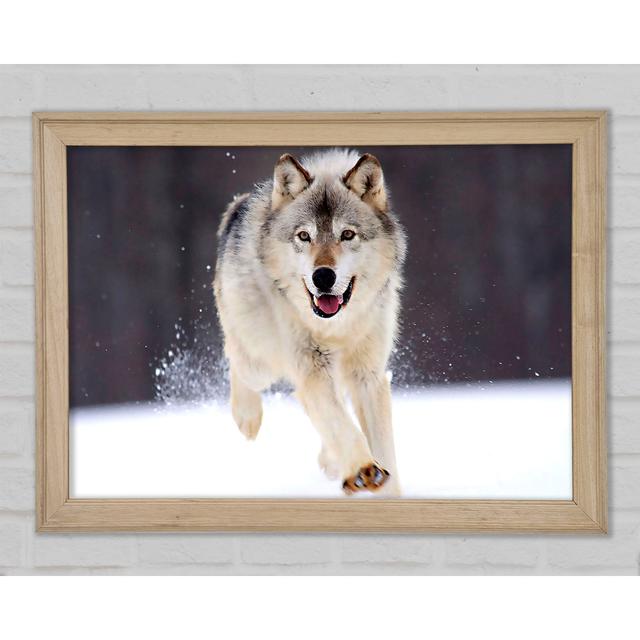 Grey Wolf Minnesota - Single Picture Frame Art Prints Union Rustic Size: 59.7cm H x 84.1cm W x 1.5cm D on Productcaster.