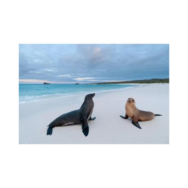 Galapagos Sea Lion Pair On Beach, Galapagos Islands, Ecuador House of Hampton Size: 20.32cm H x 30.48cm W x 1.905cm D on Productcaster.