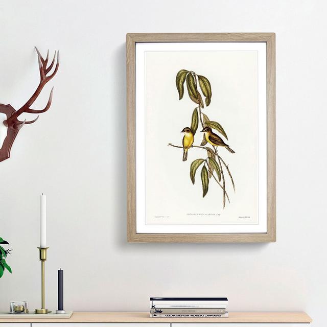 Yellow-Bellied Flycatcher Birds by Elizabeth Gould - Picture Frame Art Print East Urban Home Size: 65cm H x 48cm W x 2cm D, Frame Option: Oak Framed on Productcaster.