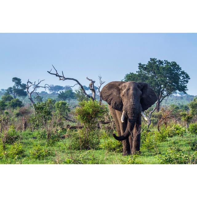 African Elephant by Utopia_88 - Wrapped Canvas Print 17 Stories Size: 61cm H x 91cm W on Productcaster.