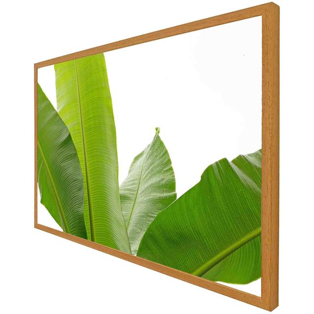 Tuohy Green Leaves On White - Single Picture Frame Art Prints Pergo Classics Size: 41cm H x 61cm W x 4cm D, Frame Colour: Oak on Productcaster.